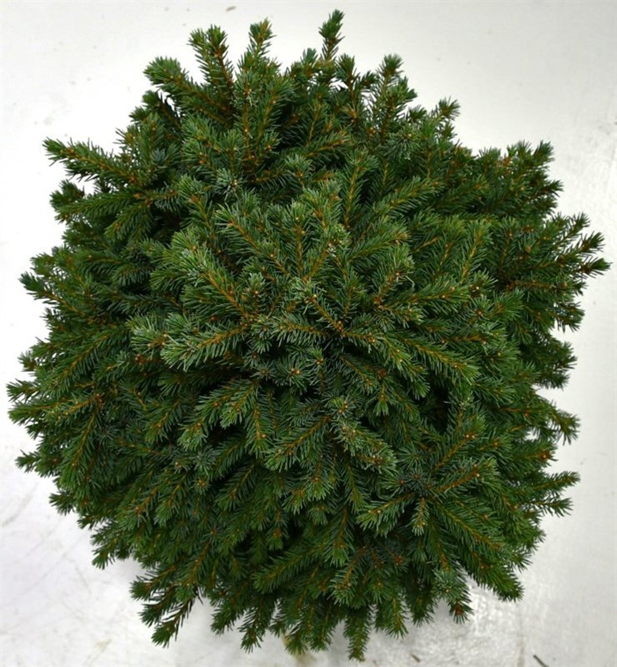 Picea gl. 'Echiniformis' - C12 30-40 CM